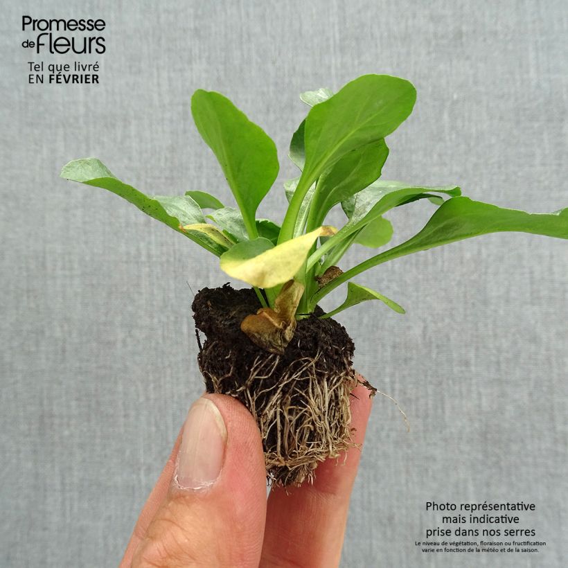 Exemplar von Bellis perennis Tasso Strawberries & Cream - Gänseblümchen Jardi-Plug: Wurzelballen 3,8 cm x 3,2 cm in Anzuchtplatte à 15 Stück. wie im Herbst geliefert