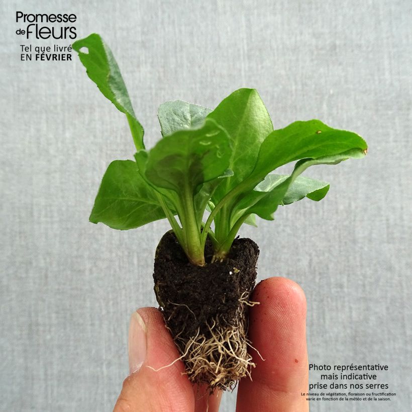 Exemplar von Bellis perennis Tasso - Gänseblümchen Jardi-Plug: Wurzelballen 3,8 cm x 3,2 cm in Anzuchtplatte à 15 Stück. wie im Herbst geliefert