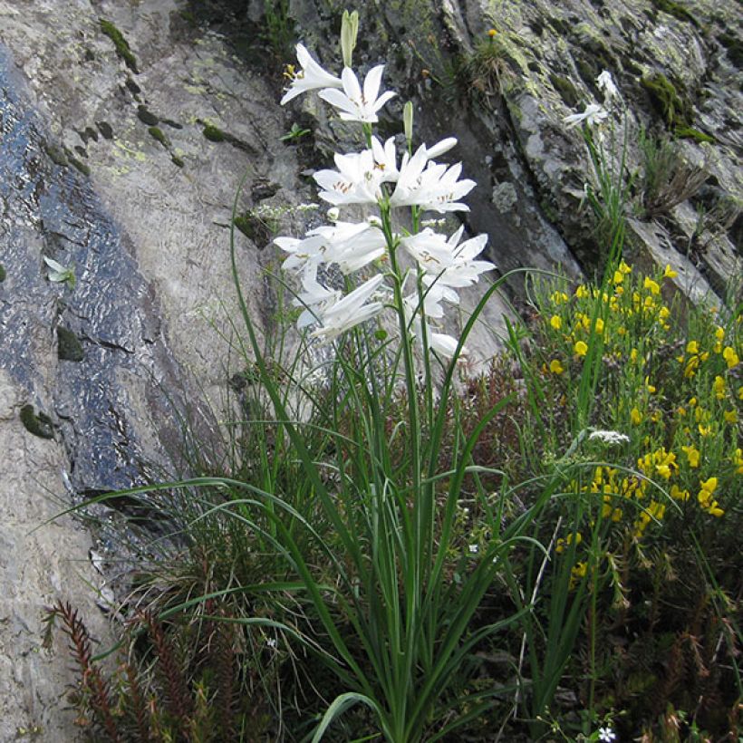 Paradisea liliastrum - Weiße Trichterlilie (Wuchs)