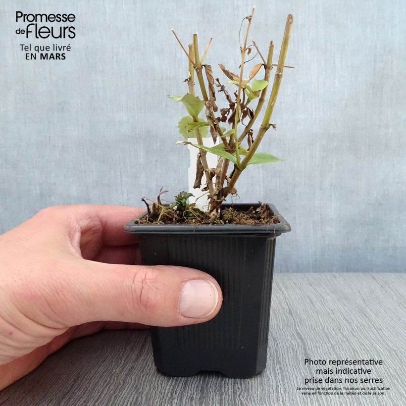 Example of Parahebe catarractae Avalanche - Parahebe Kleine Töpfe von 8/9 cm as you get in printemps