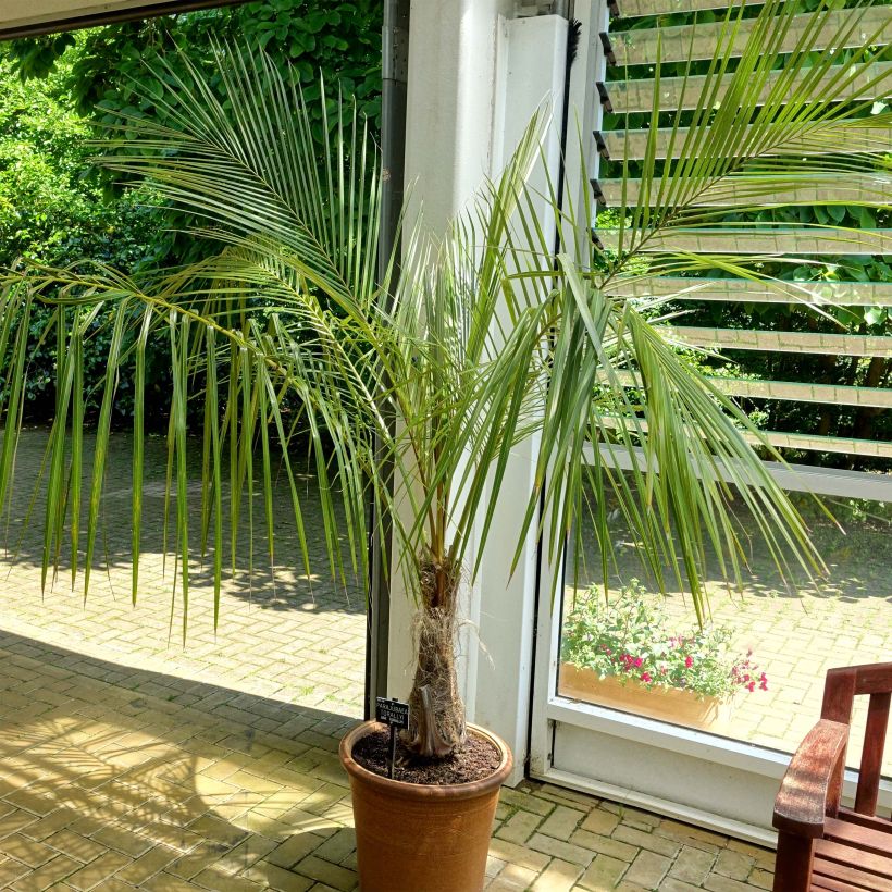 Parajubaea torallyi - Bolivianische Bergkokosnuss (Plant habit)