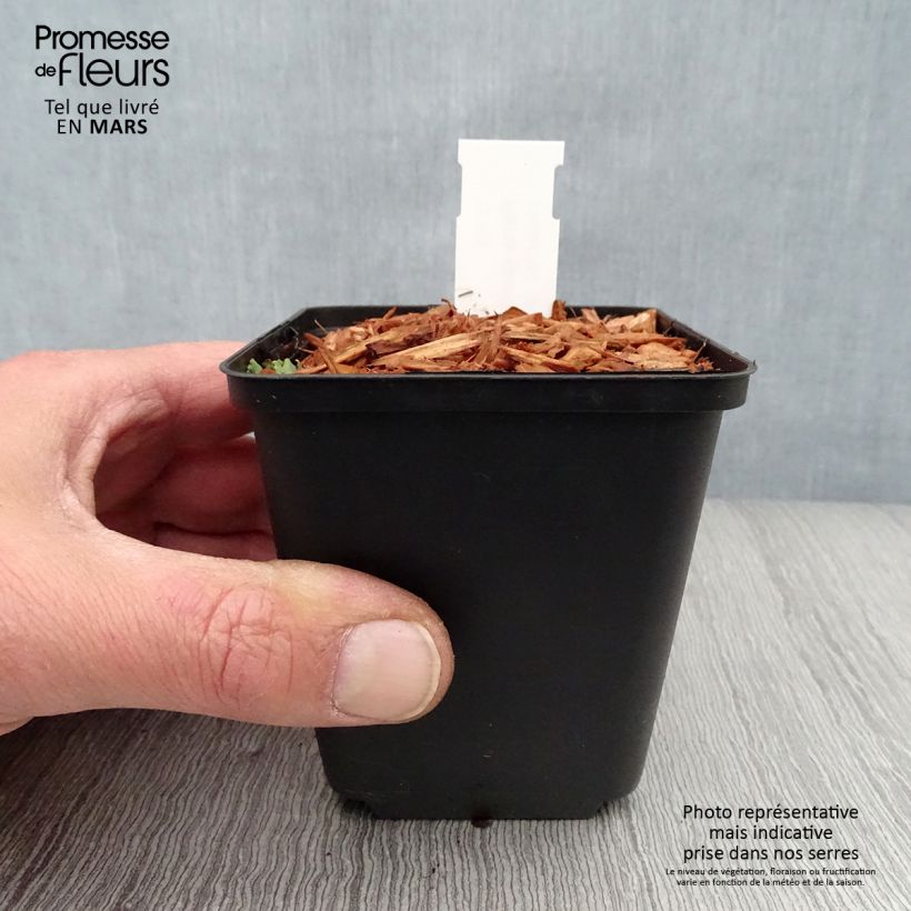 Example of Paris quadrifolia - Einbeere Kleine Töpfe von 8/9 cm as you get in printemps