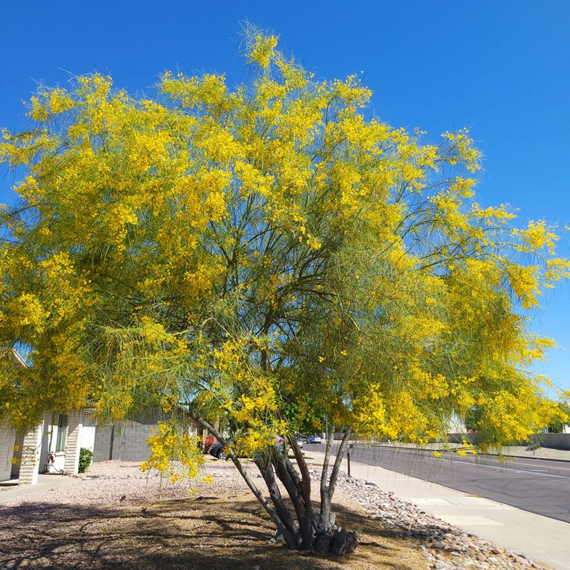 Parkinsonia - Cercidium floridum (Plant habit)