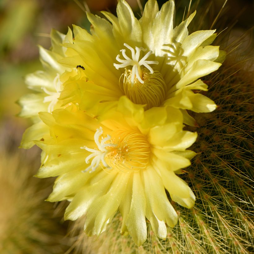 Parodia leninghausii - Parodie (Flowering)