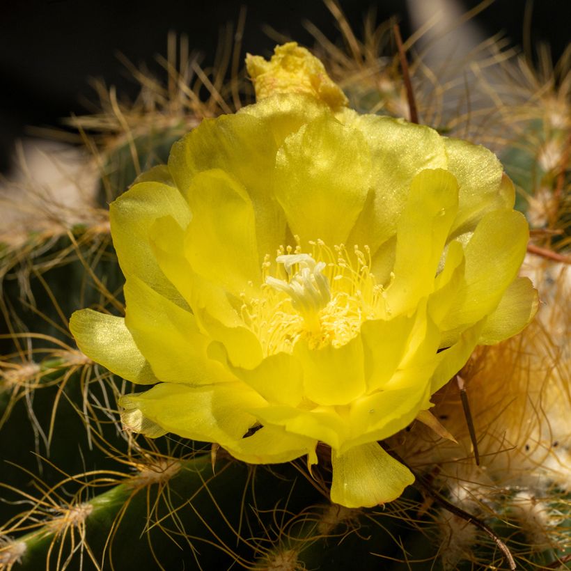 Parodia warasii - Notocactus warasii (Blüte)