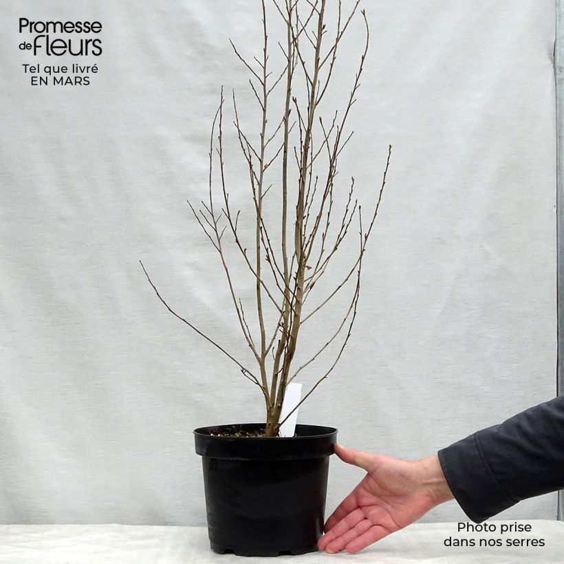 Example of Eisenbaum Persian Spire - Parrotia persica Topf mit 3L/4L as you get in printemps