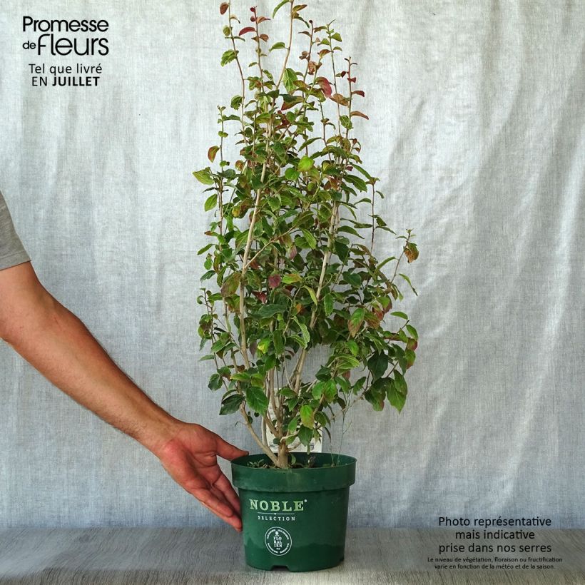 Exemplar von Eisenbaum Persian Spire - Parrotia persica Topf mit 3L/4L wie im Sommer geliefert