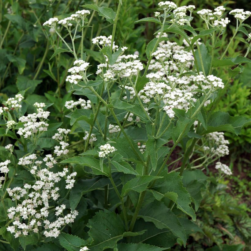 Prärie-Ampfer - Parthenium integrifolium (Wuchs)