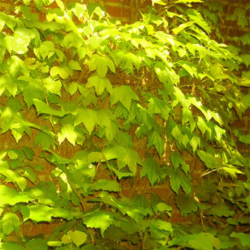 Kletterwein Fenway Park - Parthenocissus tricuspidata (Wuchs)
