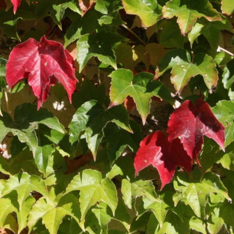 Kletterwein Veitchii Robusta - Parthenocissus tricuspidata (Foliage)
