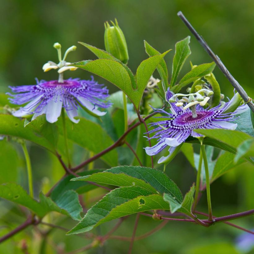 Fleischfarbene Passionsblume - Passiflora incarnata (Blüte)