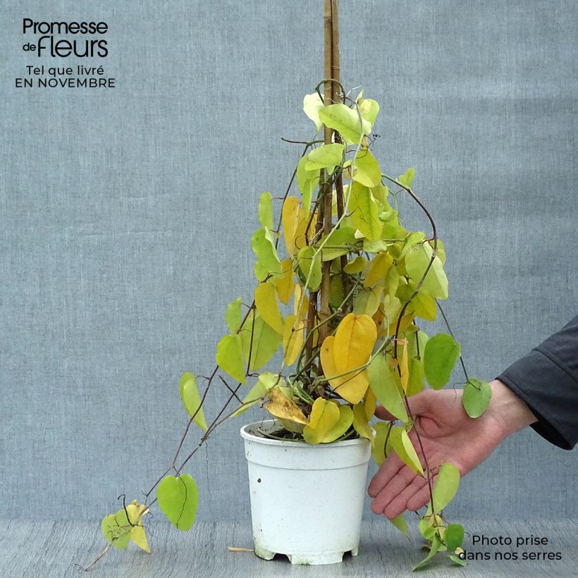 Exemplar von Passionsblume - Passiflora mucronata Topf mit 2L/3L wie im Herbst geliefert