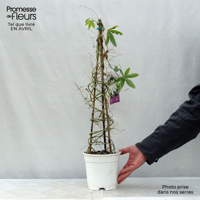 Exemplar von Weiße Passionsblume - Passiflora subpeltata Topf mit 2L/3L wie im Frühjahr geliefert