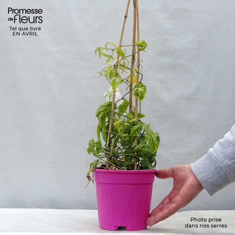 Exemplar von Passionsblume Anastasia - Passiflora Topf mit 2L/3L wie im Frühjahr geliefert