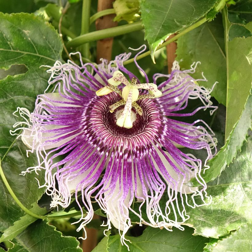 Passionsblume Byron Beauty - Passiflora (Blüte)