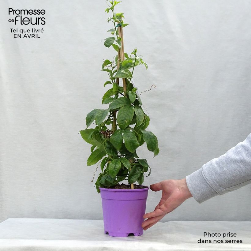 Exemplar von Passionsblume Essenza - Passiflora Topf mit 2L/3L wie im Frühjahr geliefert