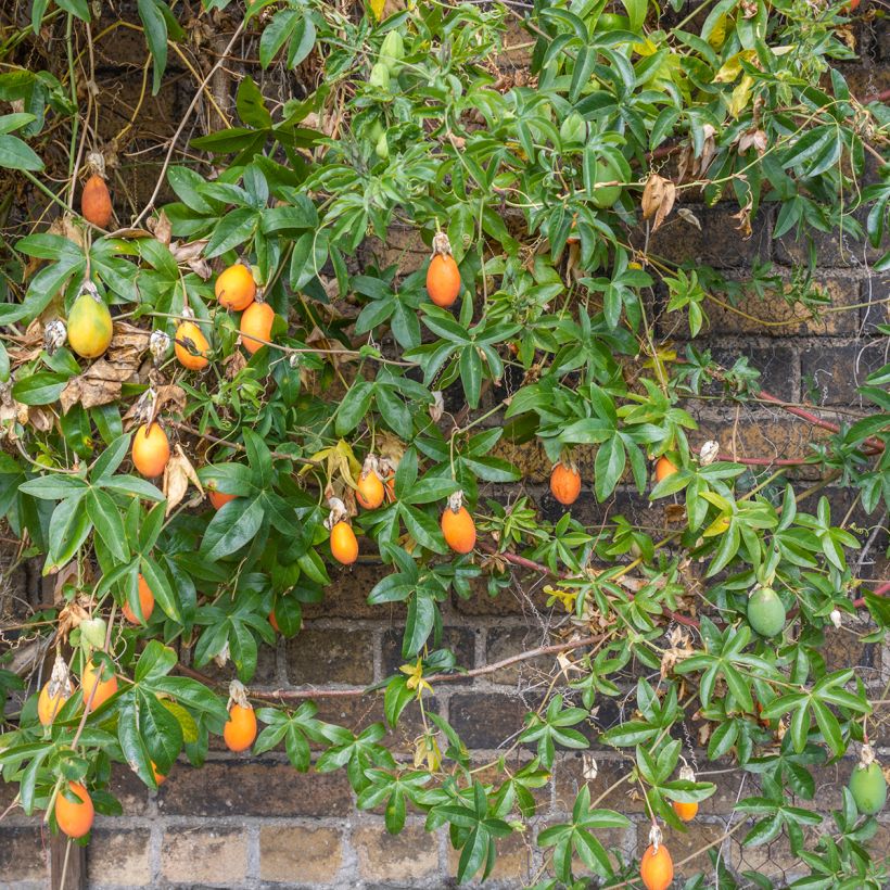 Blaue Passionsblume Clear Sky - Passiflora caerulea (Wuchs)