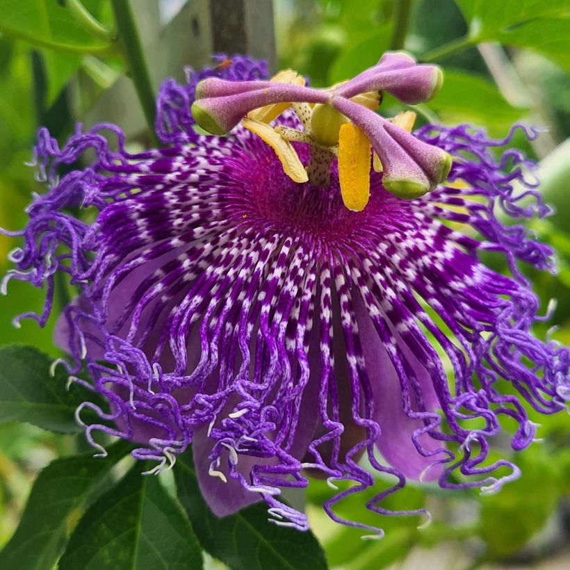 Passionsblume Incense - Passiflora (Blüte)