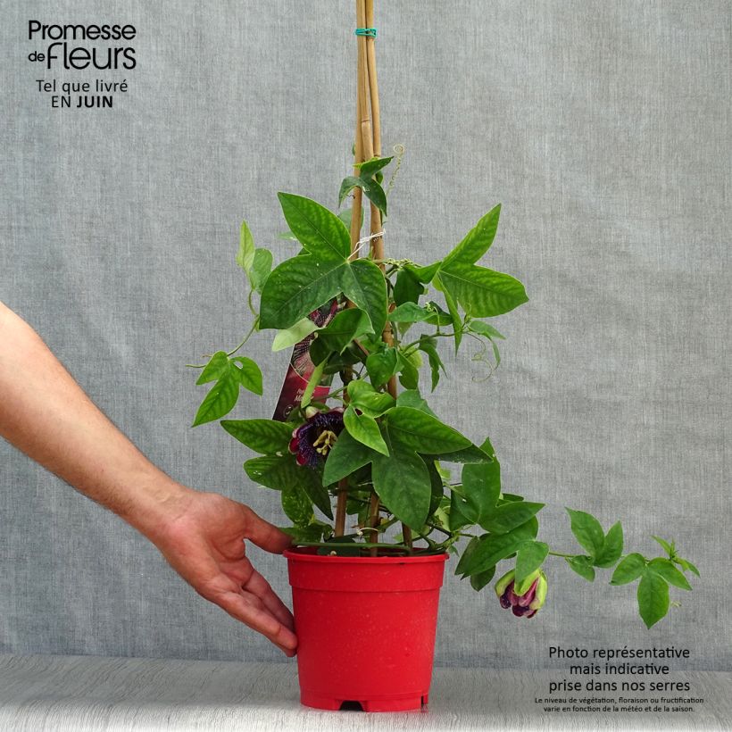 Exemplar von Passionsblume Marijke - Passiflora Topf mit 2L/3L wie im Sommer geliefert