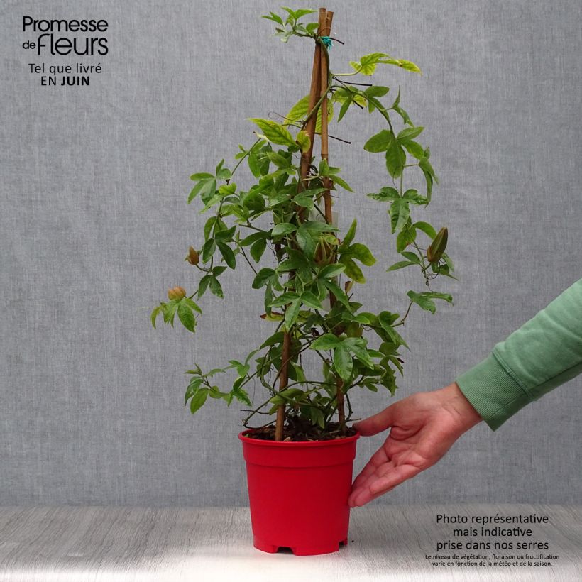 Exemplar von Passionsblume Michael - Passiflora Topf mit 2L/3L wie im Sommer geliefert