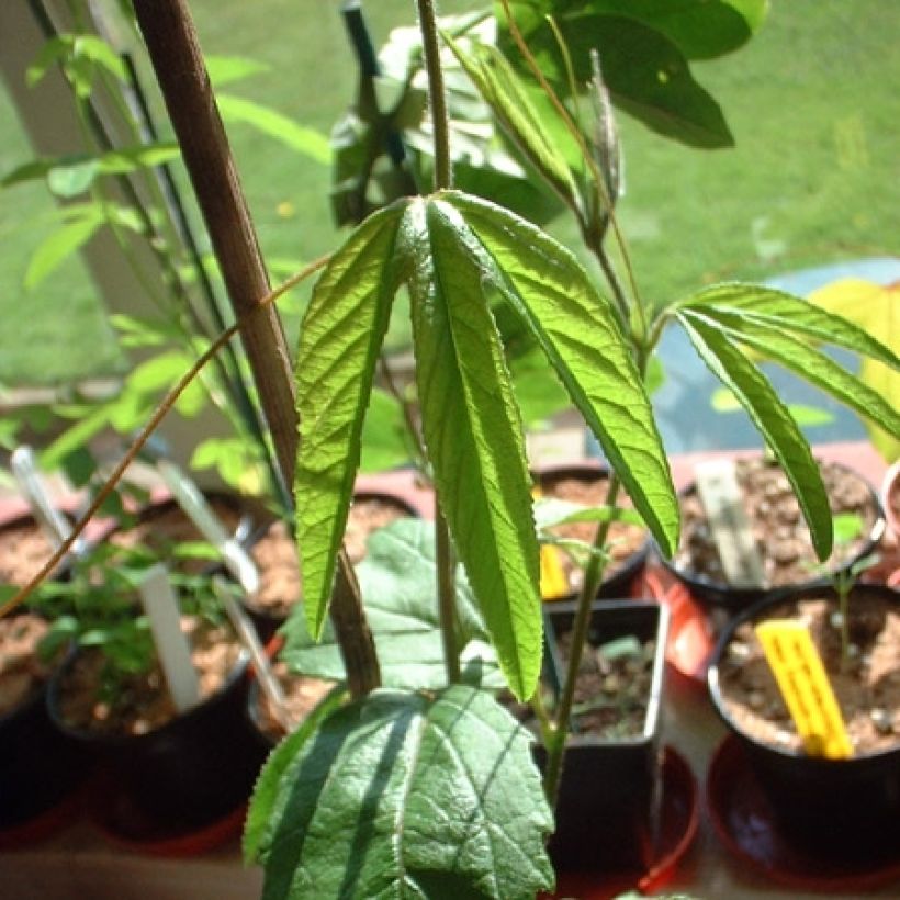 Passionsblume Exoniensis - Passiflora (Laub)