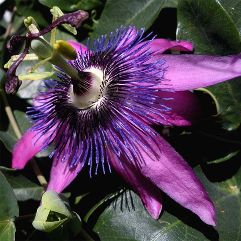 Passionsblume Purple Passion - Passiflora (Flowering)