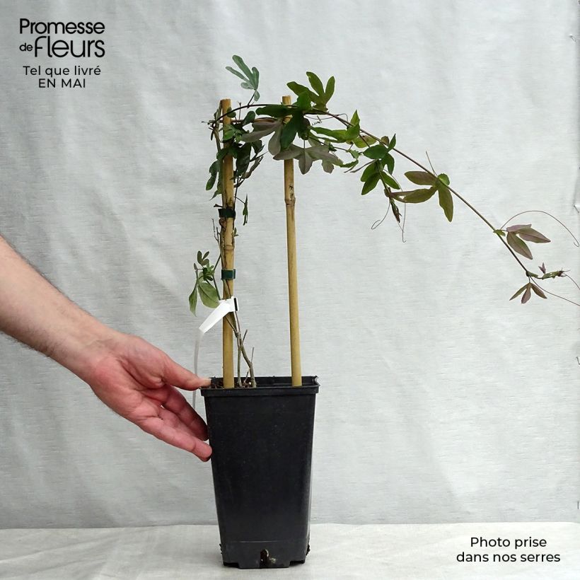 Example of Passionsblume Purple Passion - Passiflora Topf mit 2L/3L as you get in printemps