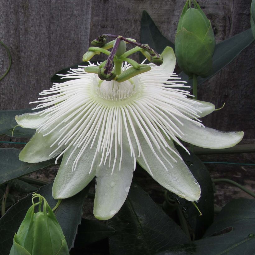 Passionsblume Snow Queen - Passiflora hybrida (Flowering)