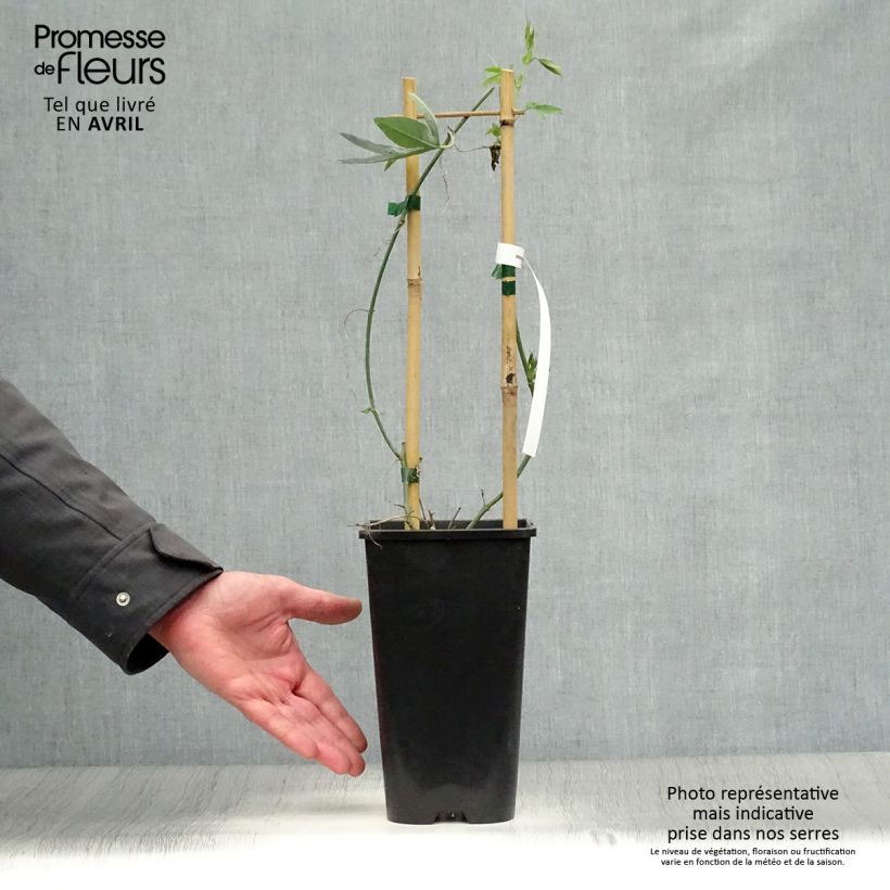 Example of Passionsblume Snow Queen - Passiflora hybrida Topf mit 2L/3L as you get in printemps