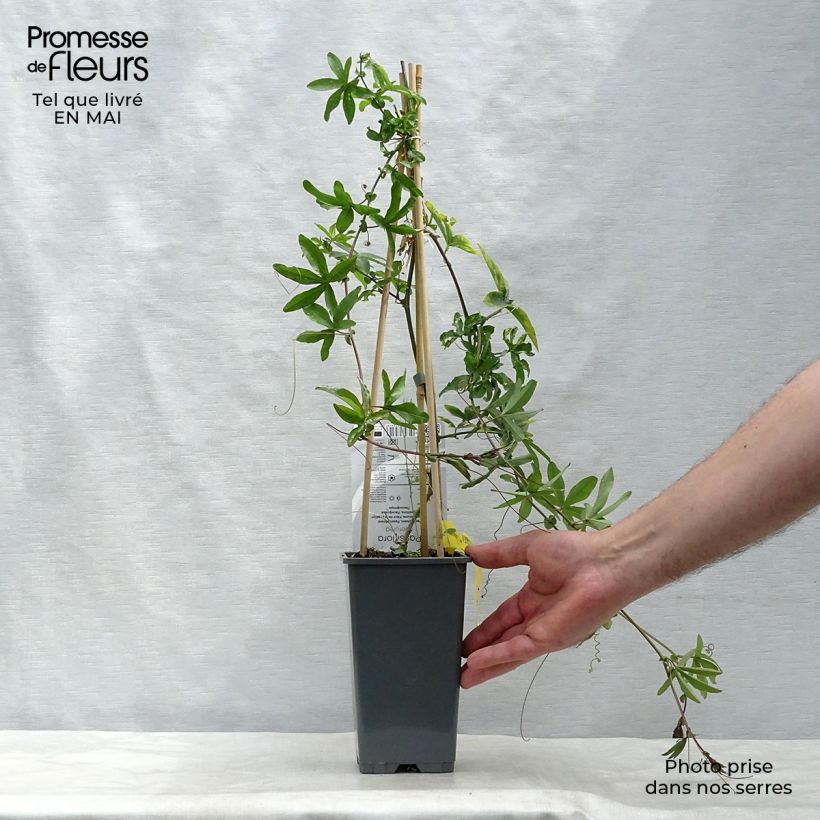 Exemplar von Blaue Passionsblume - Passiflora caerulea Topf mit 2L/3L wie im Frühjahr geliefert