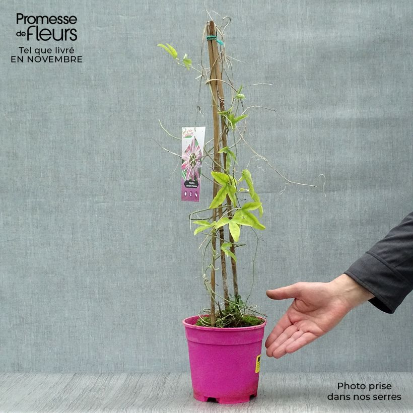 Exemplar von Passionsblume - Passiflora Topf mit 2L/3L wie im Herbst geliefert