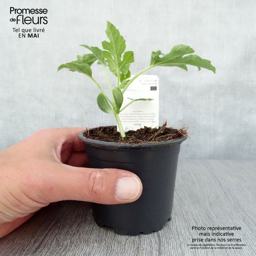 Exemplar von Wassermelone Pata Negra F1 Topf 10 cm/11cm wie im Frühjahr geliefert