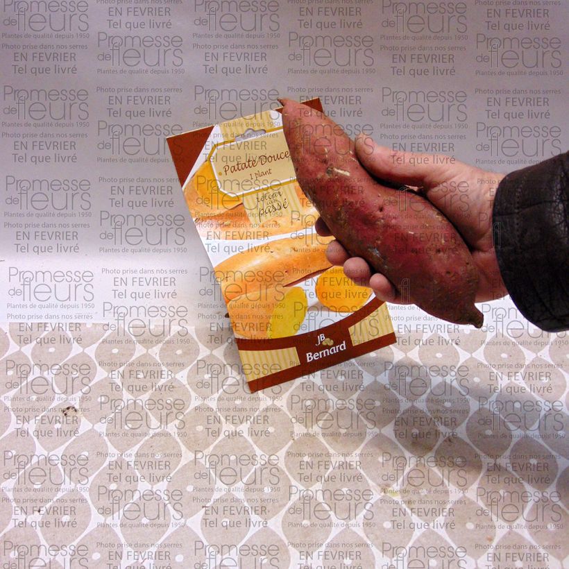 Example of Süßkartoffel - Ipomoea batatas Stück as you get