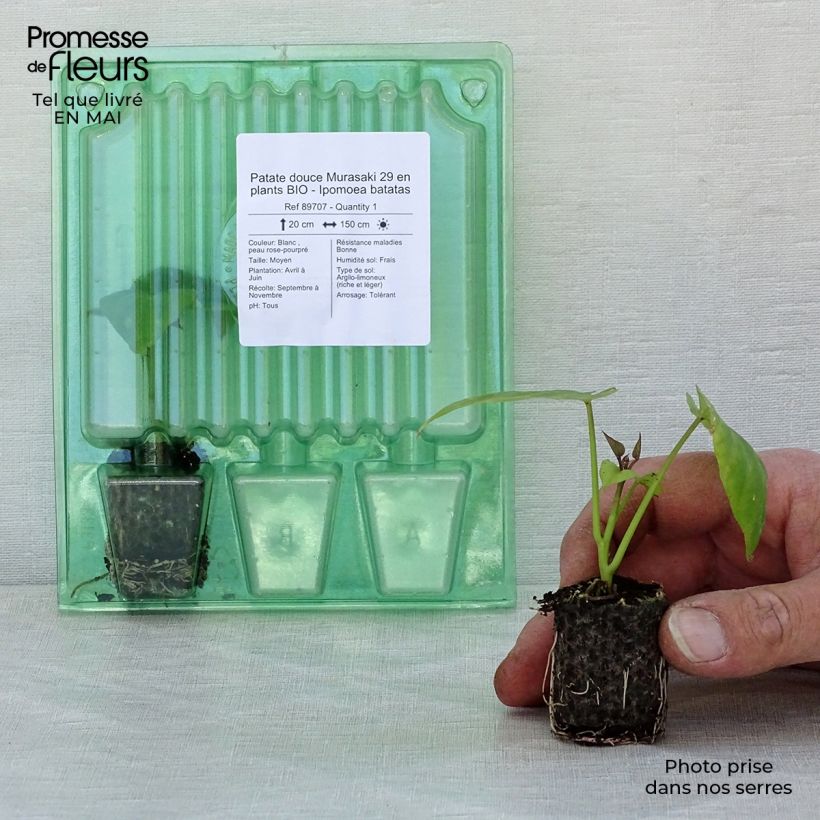 Example of Süßkartoffel Murasaki 29 Bio - Ipomoea batatas Mini-Plug Ø 3/4 cm as you get in printemps