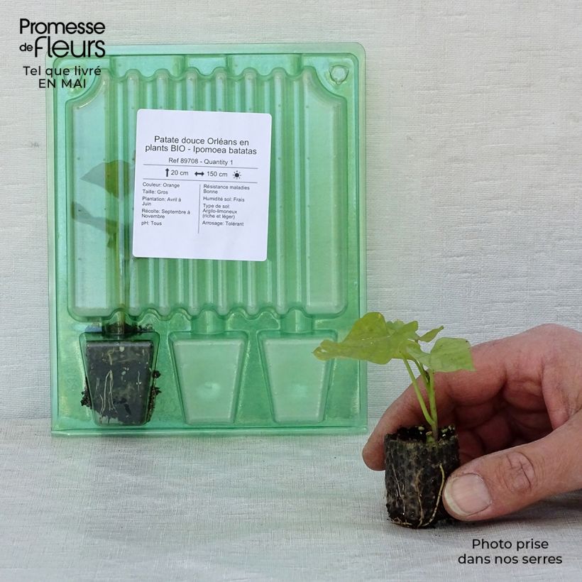 Example of Süßkartoffel Orléans Bio - Ipomoea batatas Mini-Plug Ø 3/4 cm as you get in printemps