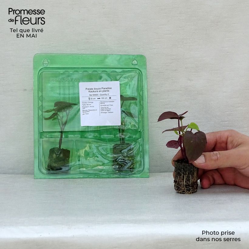 Example of Süßkartoffel Paradise Kaukura - Ipomoea batatas Mini-Plug Ø 3/4 cm as you get in printemps
