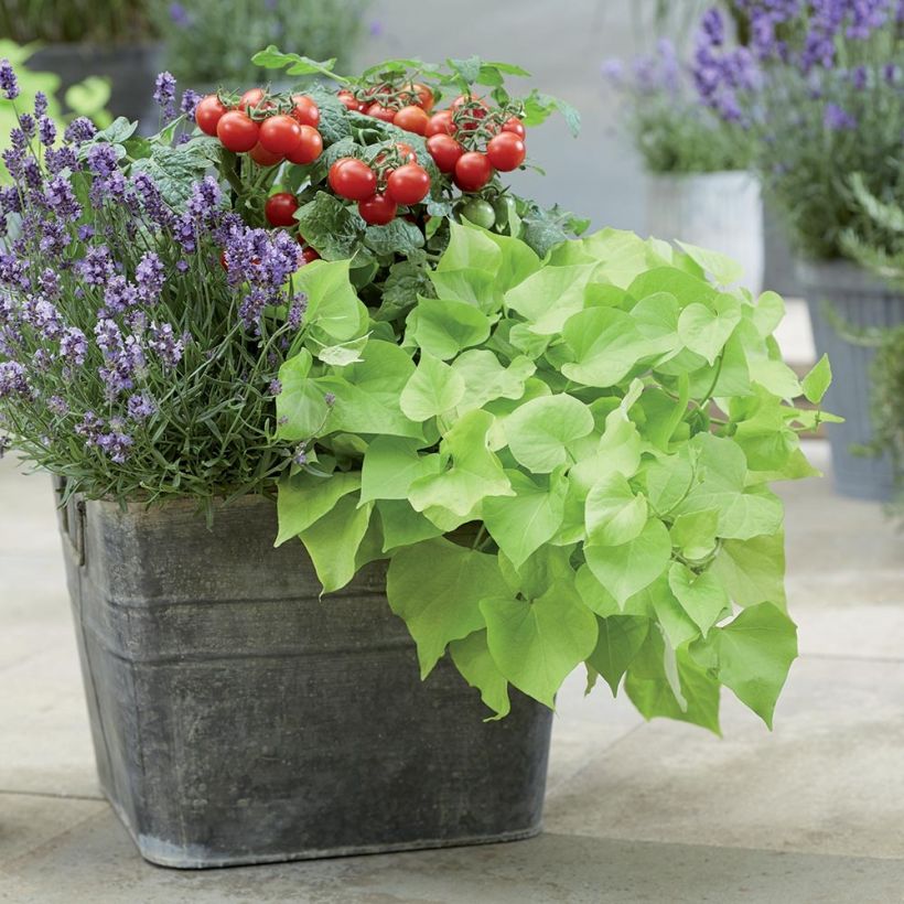 Süßkartoffel Paradise Makatea - Ipomoea batatas (Wuchs)