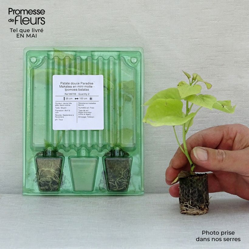 Exemplar von Süßkartoffel Paradise Makatea - Ipomoea batatas Mini-Plug Ø 3/4 cm wie im Frühjahr geliefert
