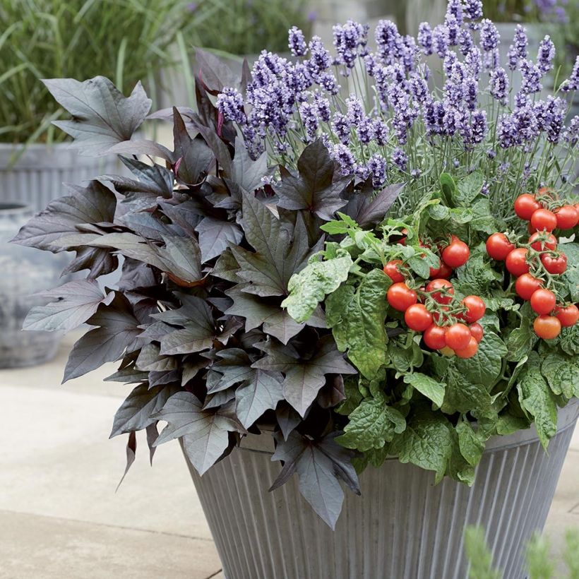 Süßkartoffel Paradise Manihi - Ipomoea batatas (Wuchs)