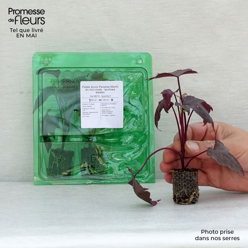 Exemplar von Süßkartoffel Paradise Manihi - Ipomoea batatas Mini-Plug Ø 3/4 cm wie im Frühjahr geliefert