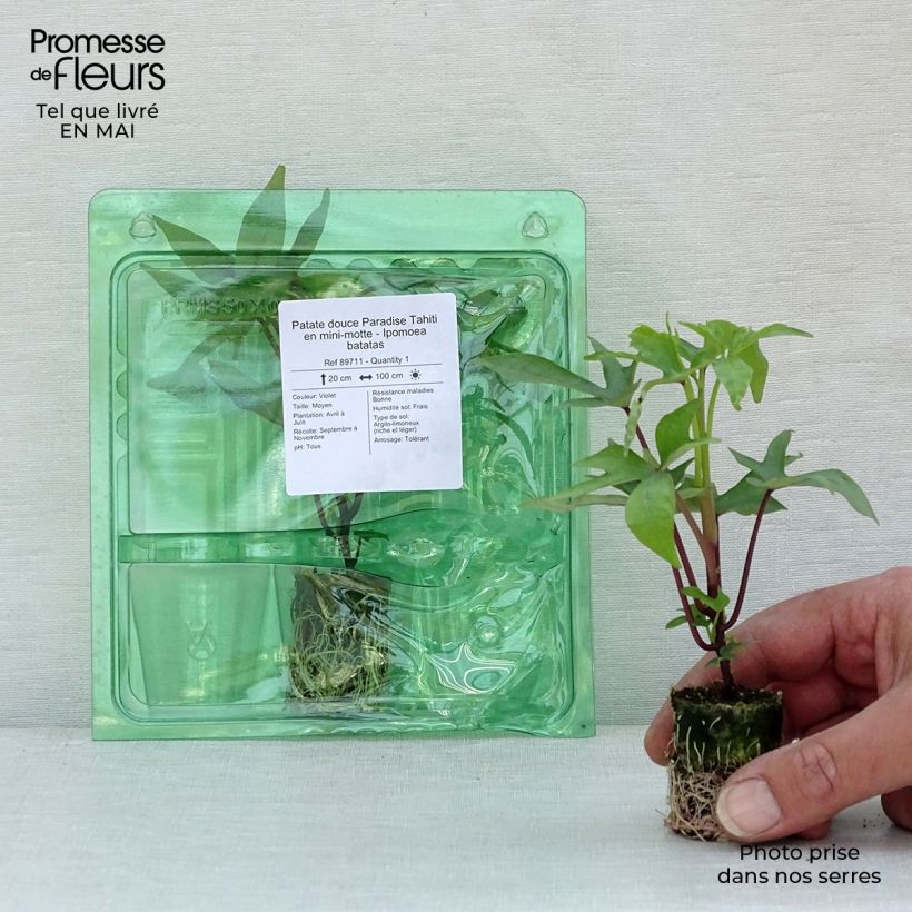 Exemplar von Süßkartoffel Paradise Tahiti - Ipomoea batatas Mini-Plug Ø 3/4 cm wie im Frühjahr geliefert
