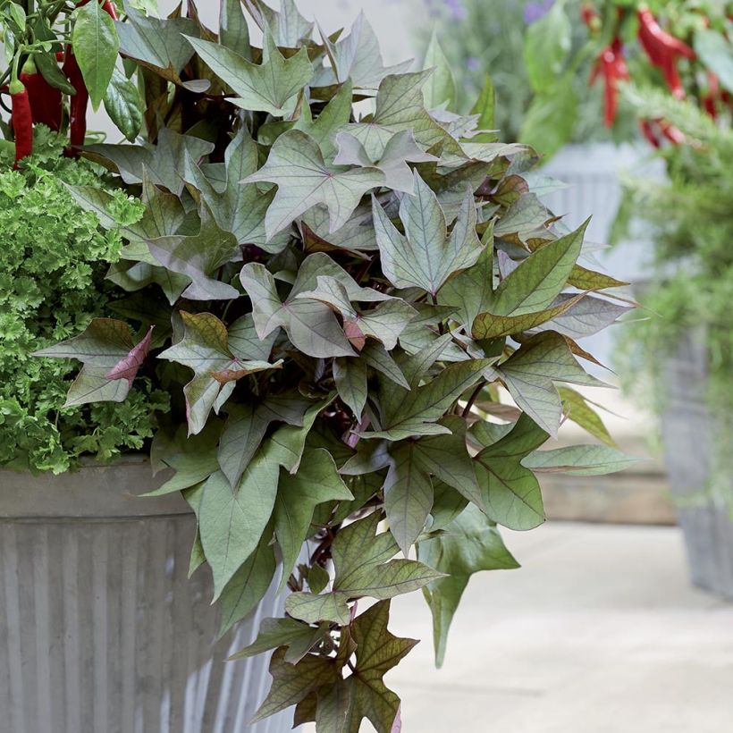 Süßkartoffel Paradise Takatoto - Ipomoea batatas (Wuchs)