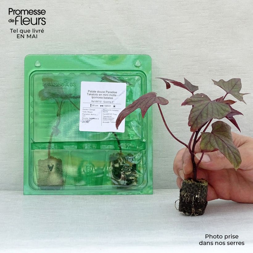 Exemplar von Süßkartoffel Paradise Takatoto - Ipomoea batatas Mini-Plug Ø 3/4 cm wie im Frühjahr geliefert