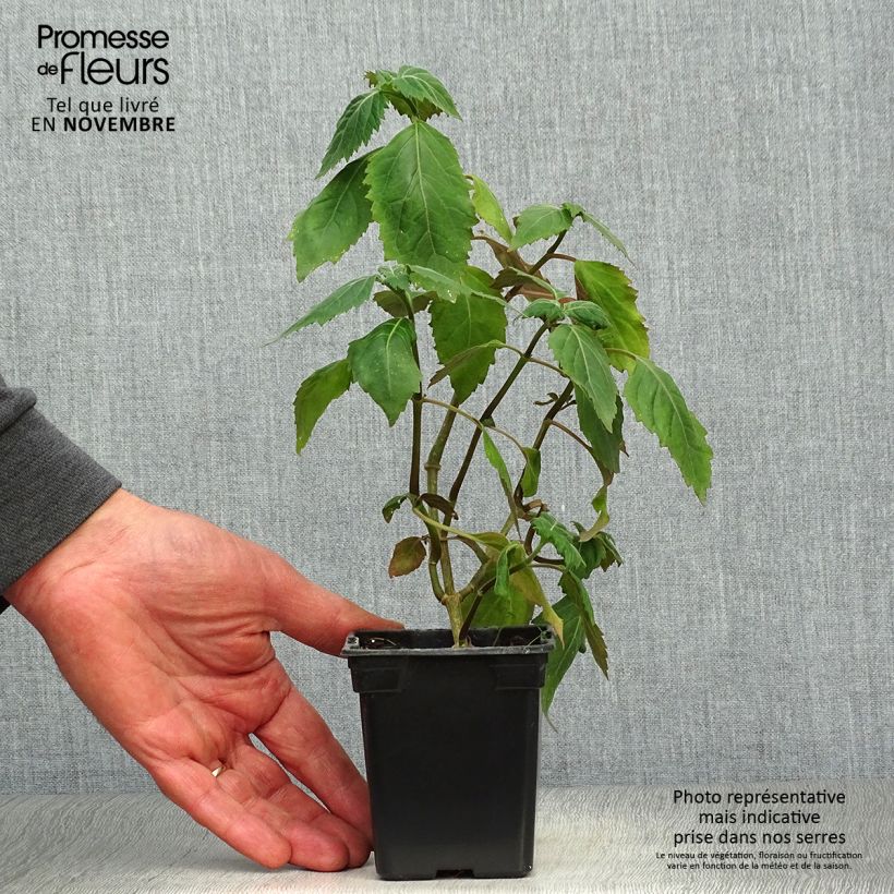 Exemplar von Patchuli - Pogostemon cablin Kleine Töpfe von 8/9 cm wie im Herbst geliefert