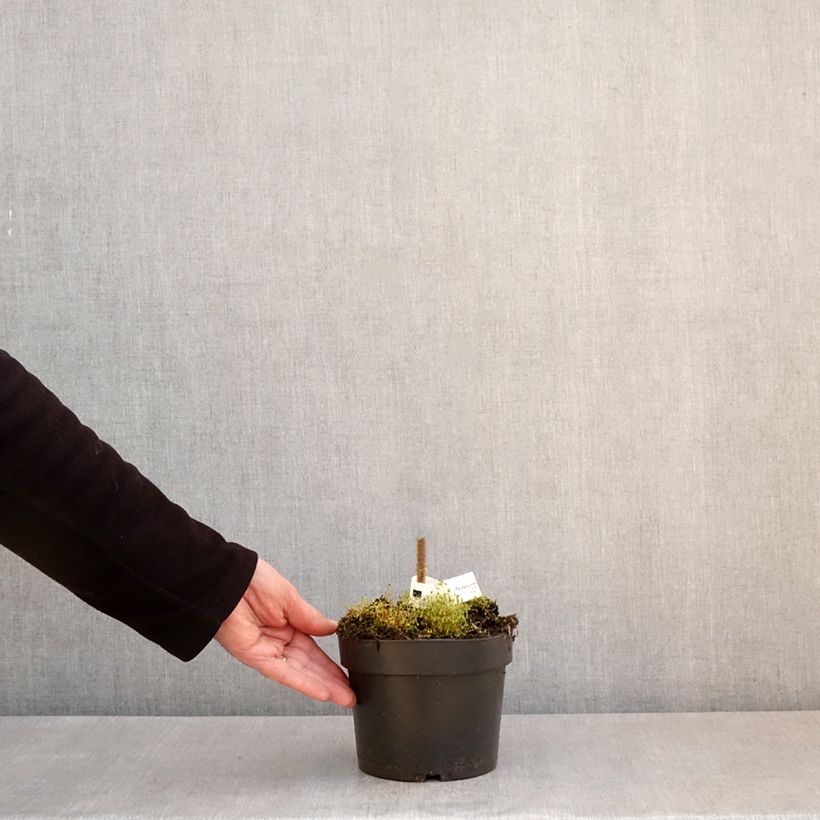 Example of Paulownia tomentosa - Blauglockenbaum Topf mit 2L/3L as you get in printemps