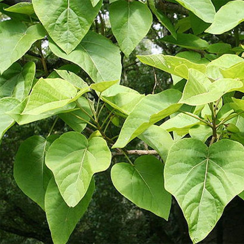 Paulownia tomentosa - Blauglockenbaum (Foliage)