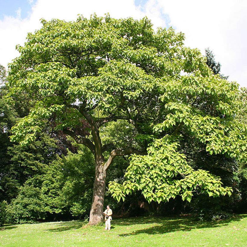 Paulownia tomentosa - Blauglockenbaum (Plant habit)