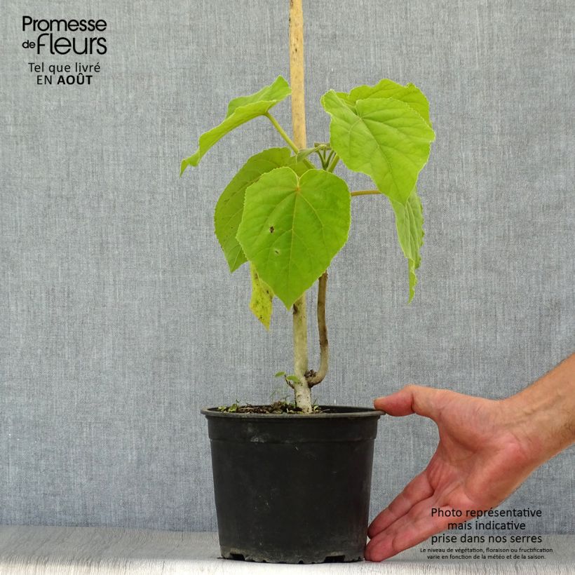 Exemplar von Paulownia tomentosa - Blauglockenbaum Topf mit 2L/3L wie im Sommer geliefert