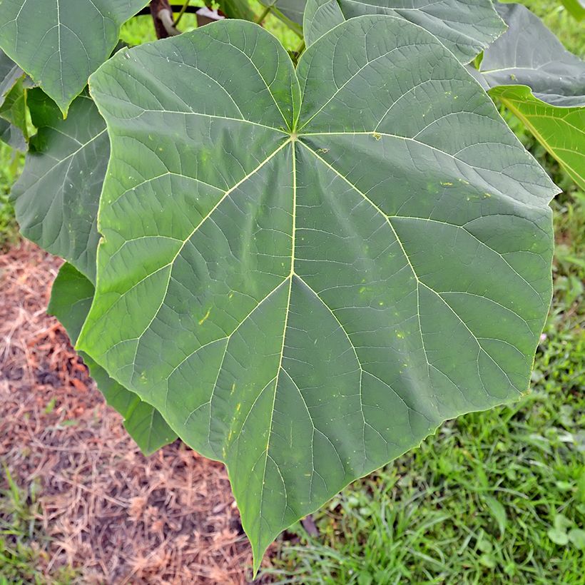 Paulownia tomentosa Hulsdonk - Blauglockenbaum (Laub)