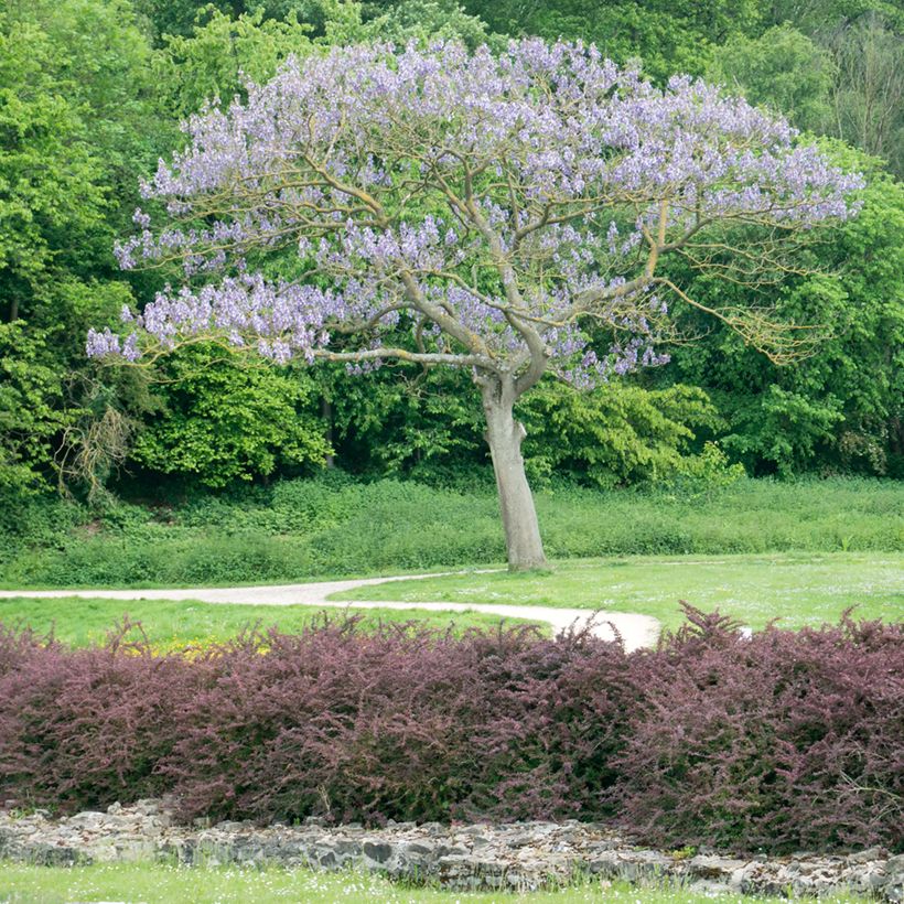 Paulownia tomentosa Hulsdonk - Blauglockenbaum (Wuchs)